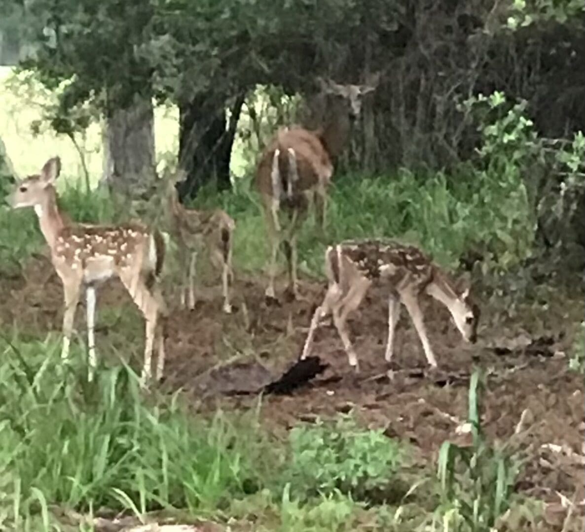 A group of deer standing in the dirt.