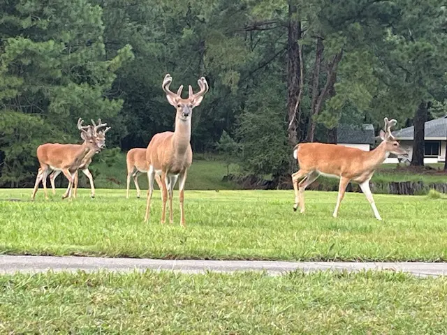 A group of deer walking across the grass.