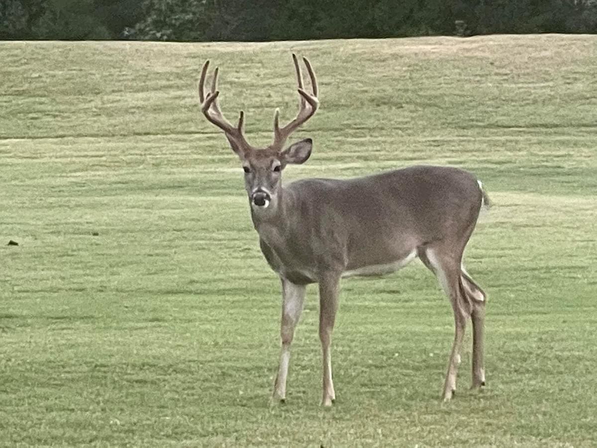 A deer with large antlers standing in the grass.